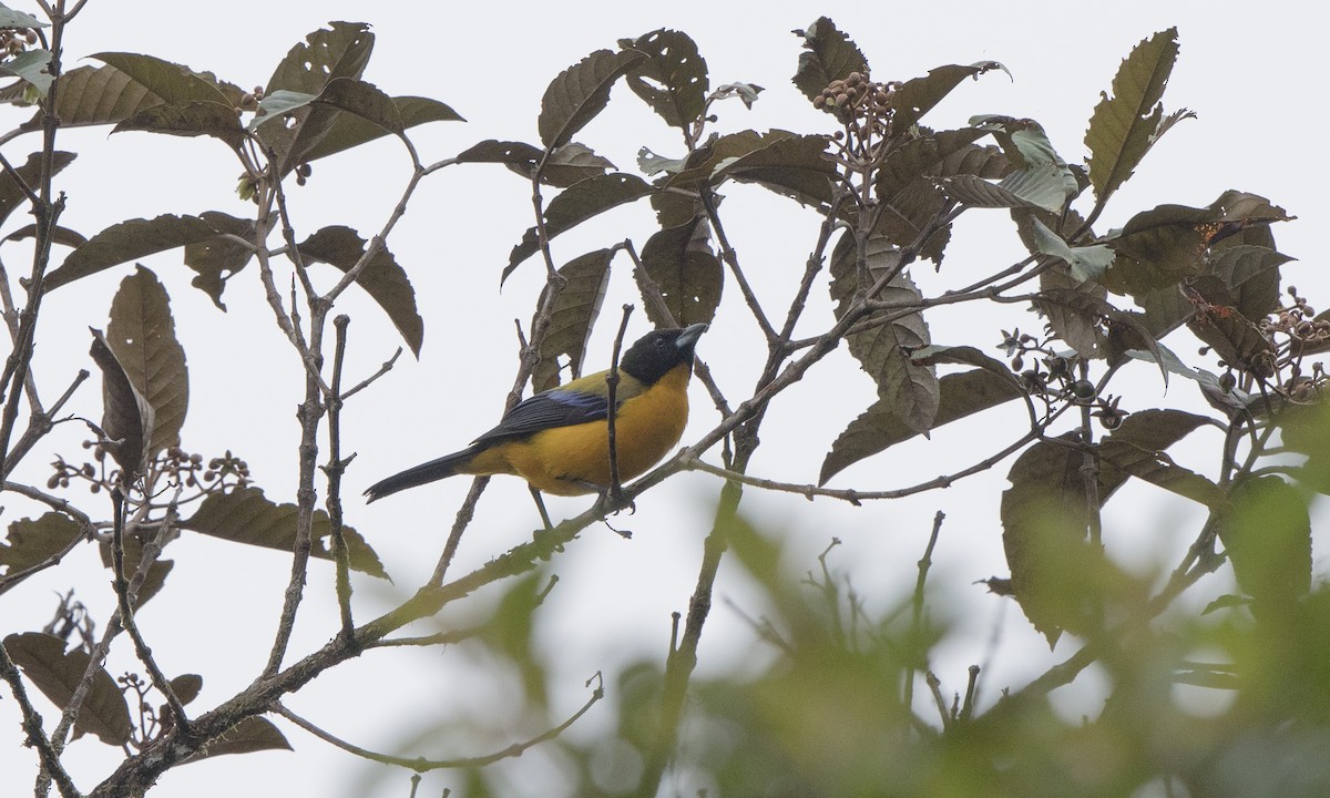 Black-chinned Mountain Tanager - ML140373281