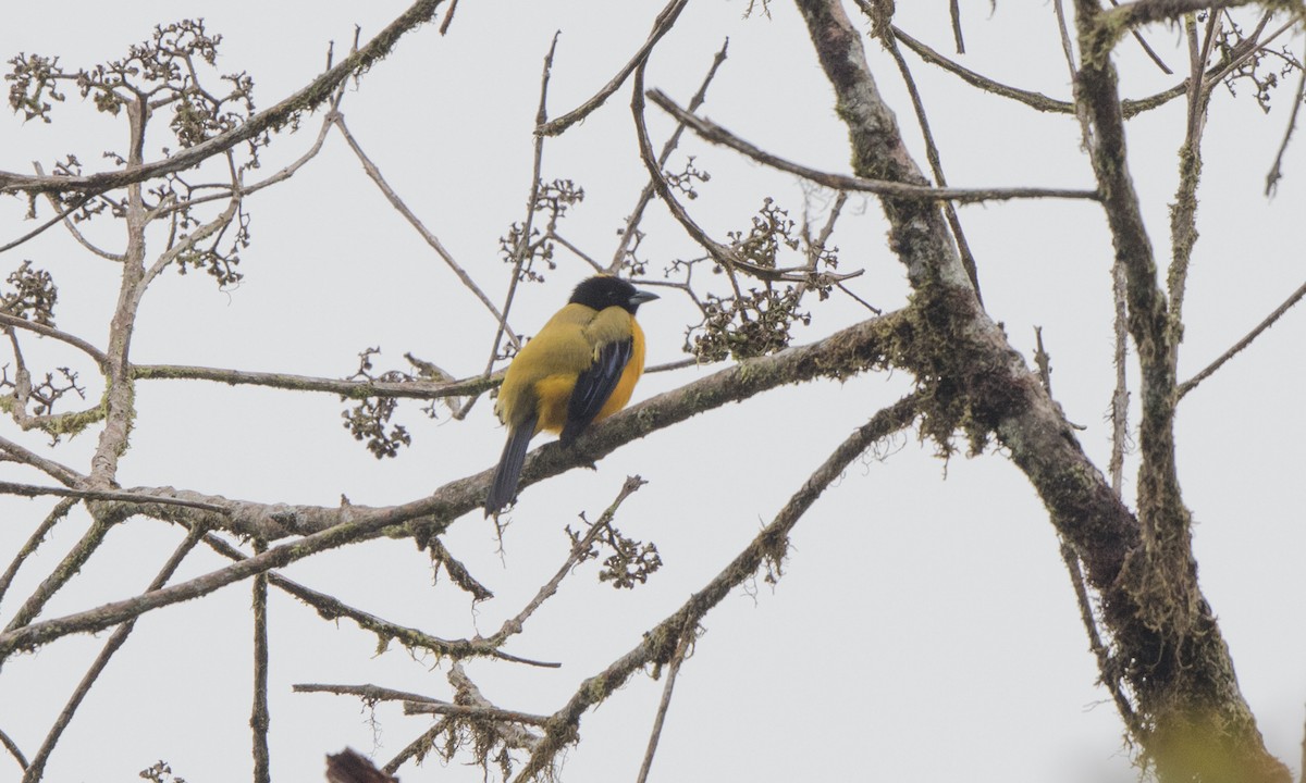 Black-chinned Mountain Tanager - ML140373401