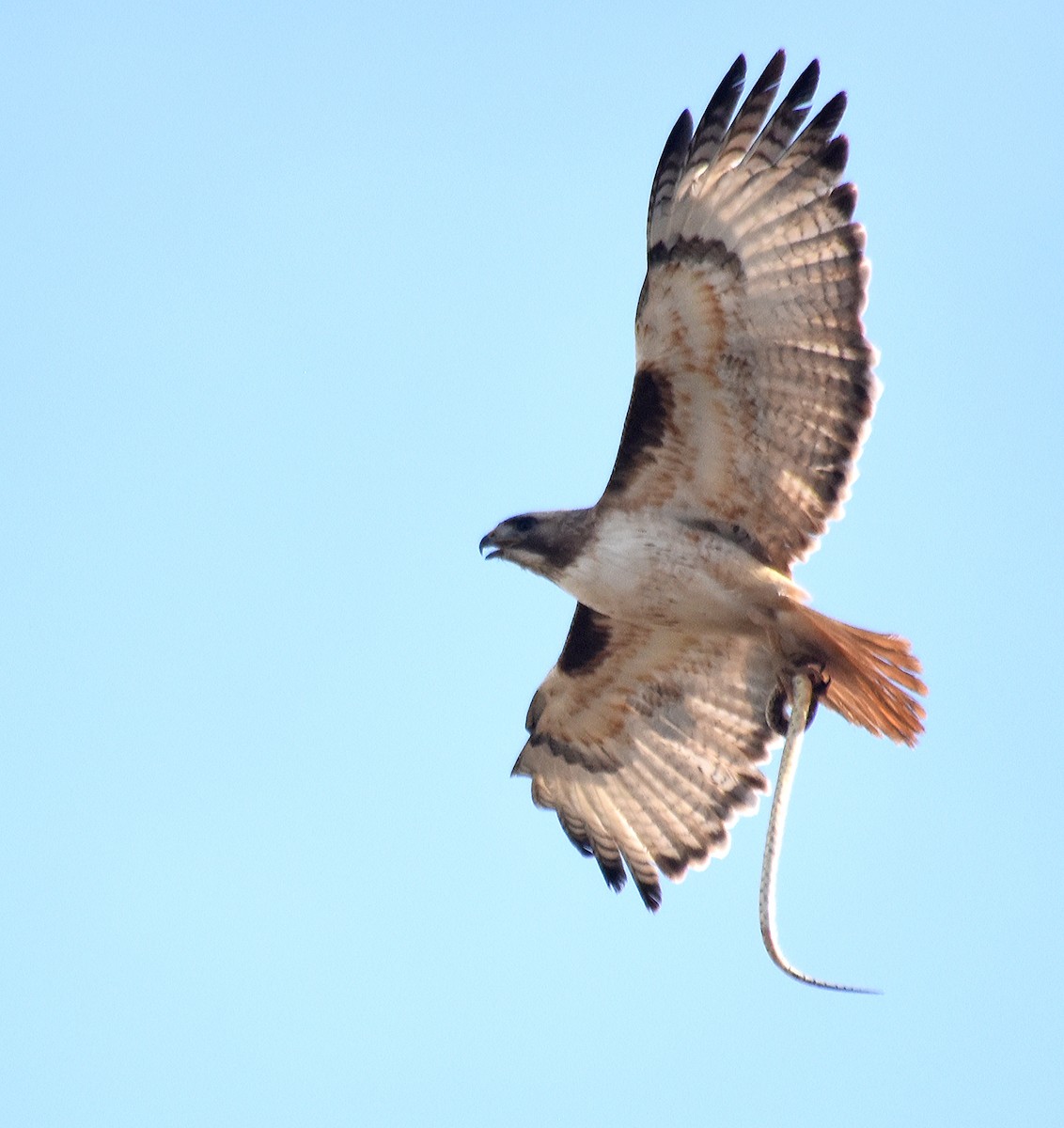Red-tailed Hawk - ML140374121