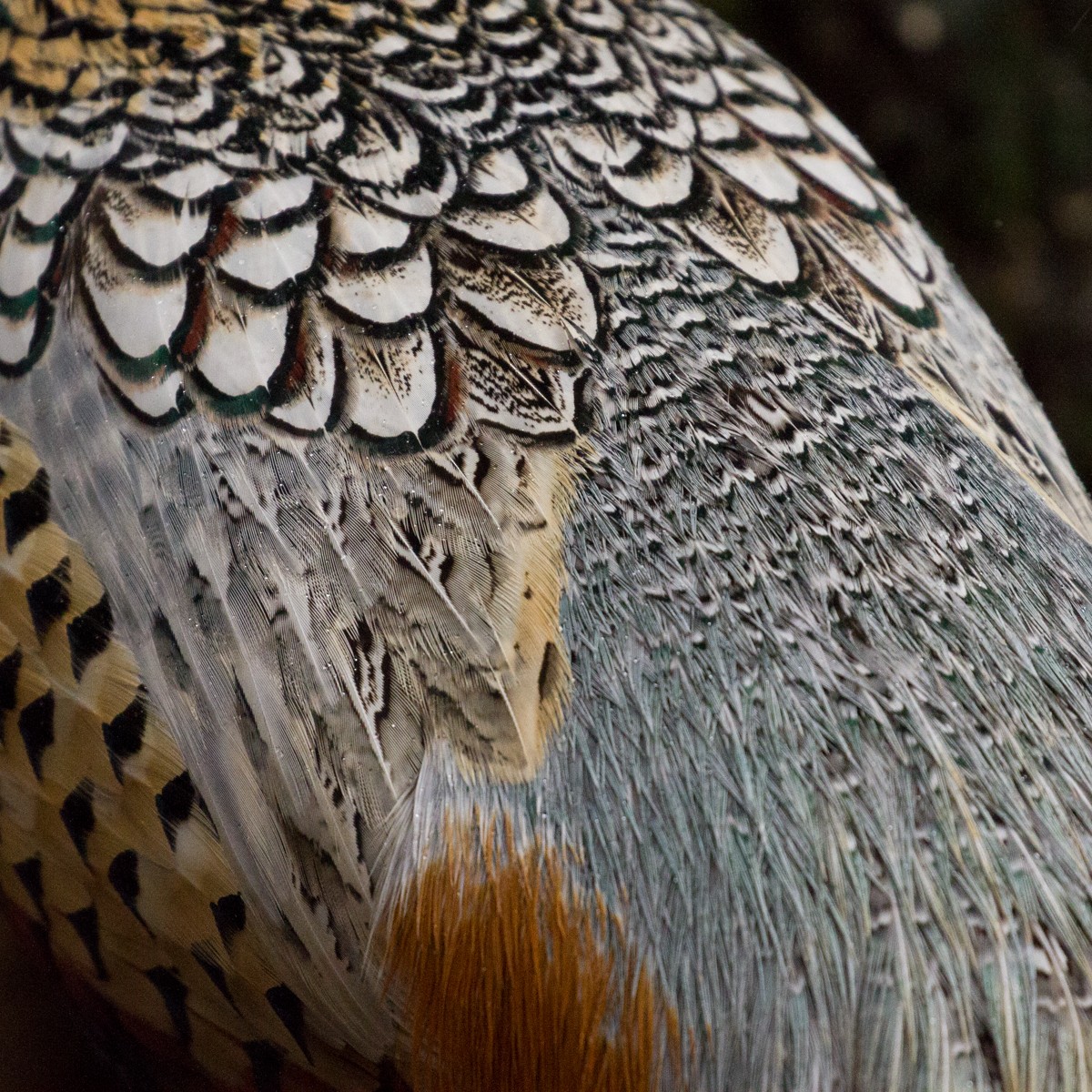 Ring-necked Pheasant - Natasha Hadfield