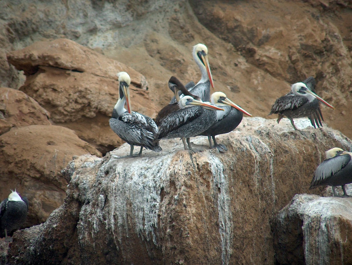 Peruvian Pelican - Alan Kneidel