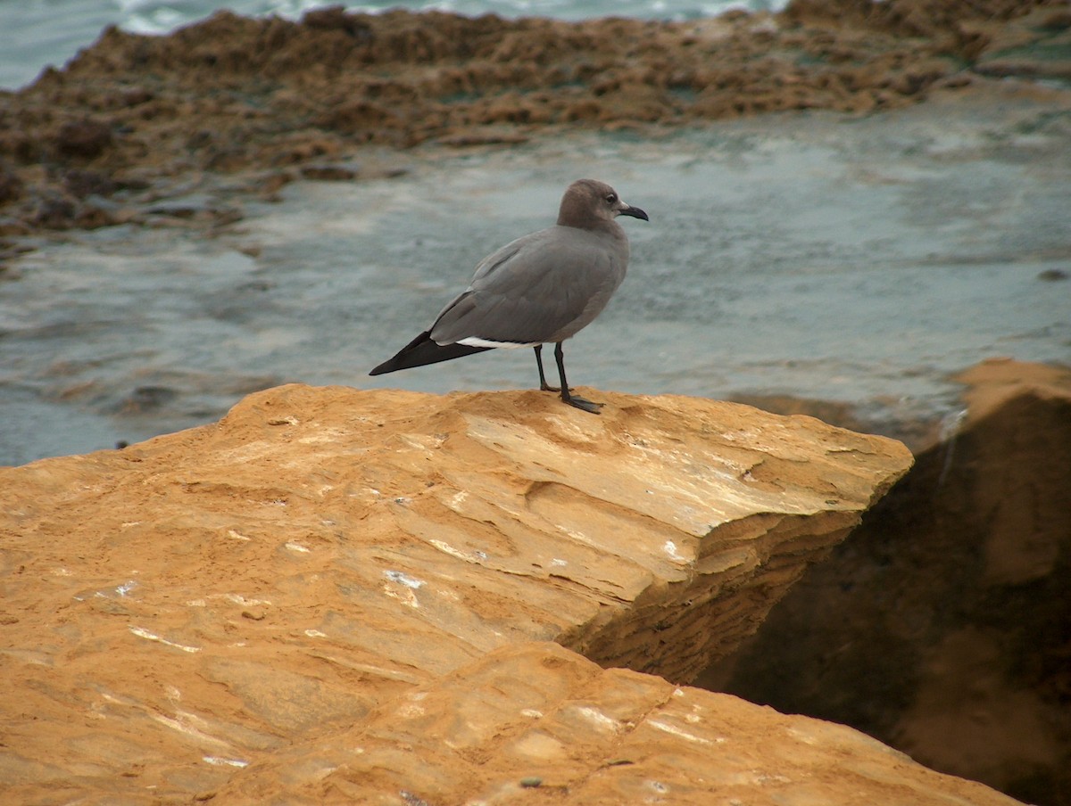 Gray Gull - Alan Kneidel