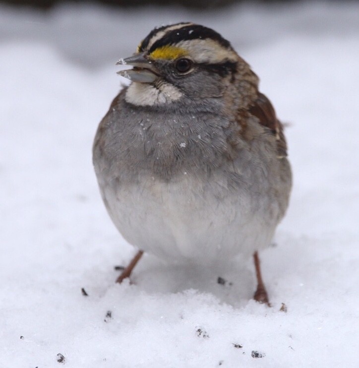 White-throated Sparrow - Jim Grieshaber