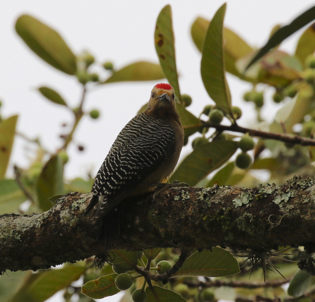 Golden-fronted Woodpecker - Sandy Vorpahl