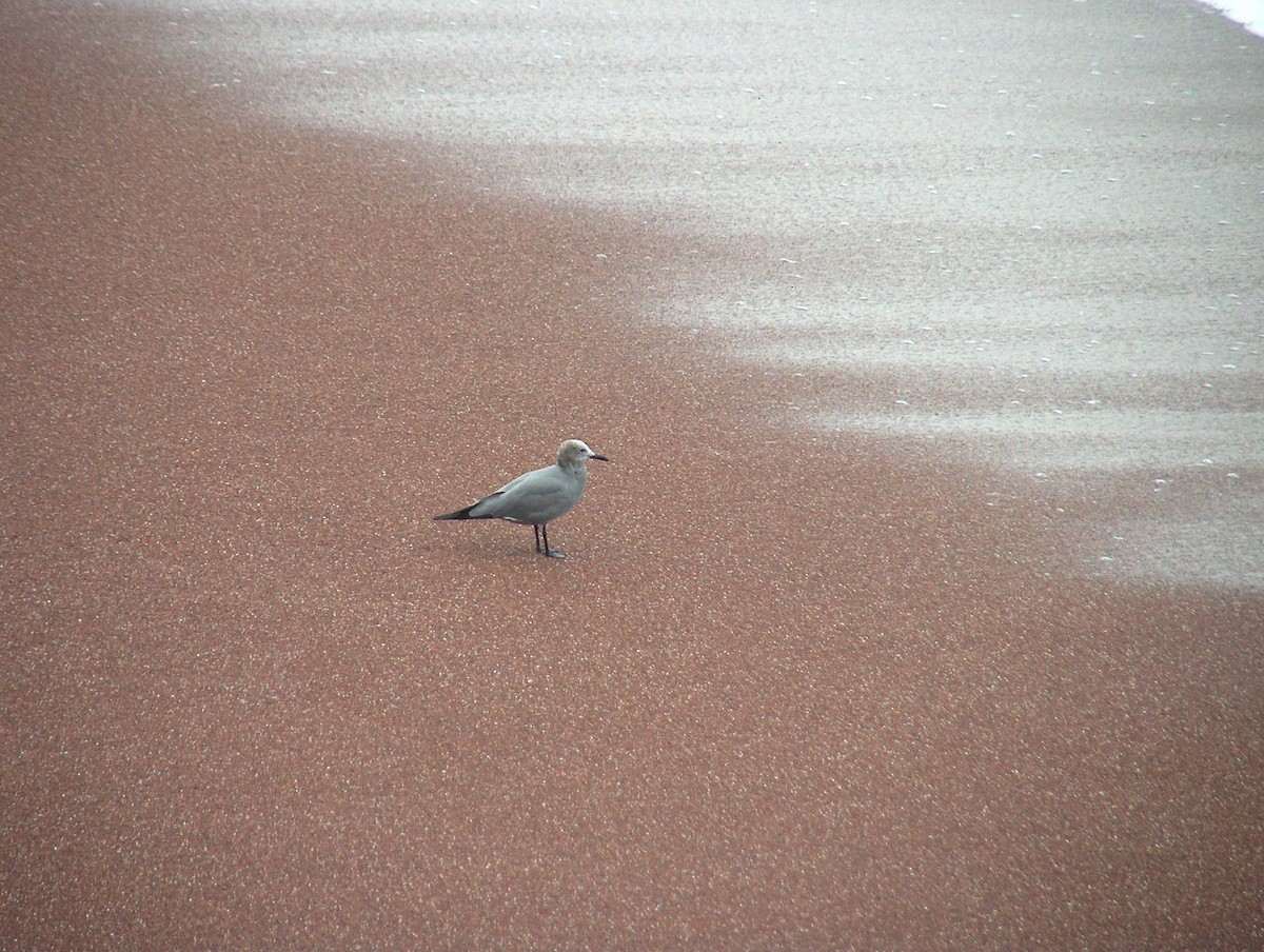Gray Gull - Alan Kneidel