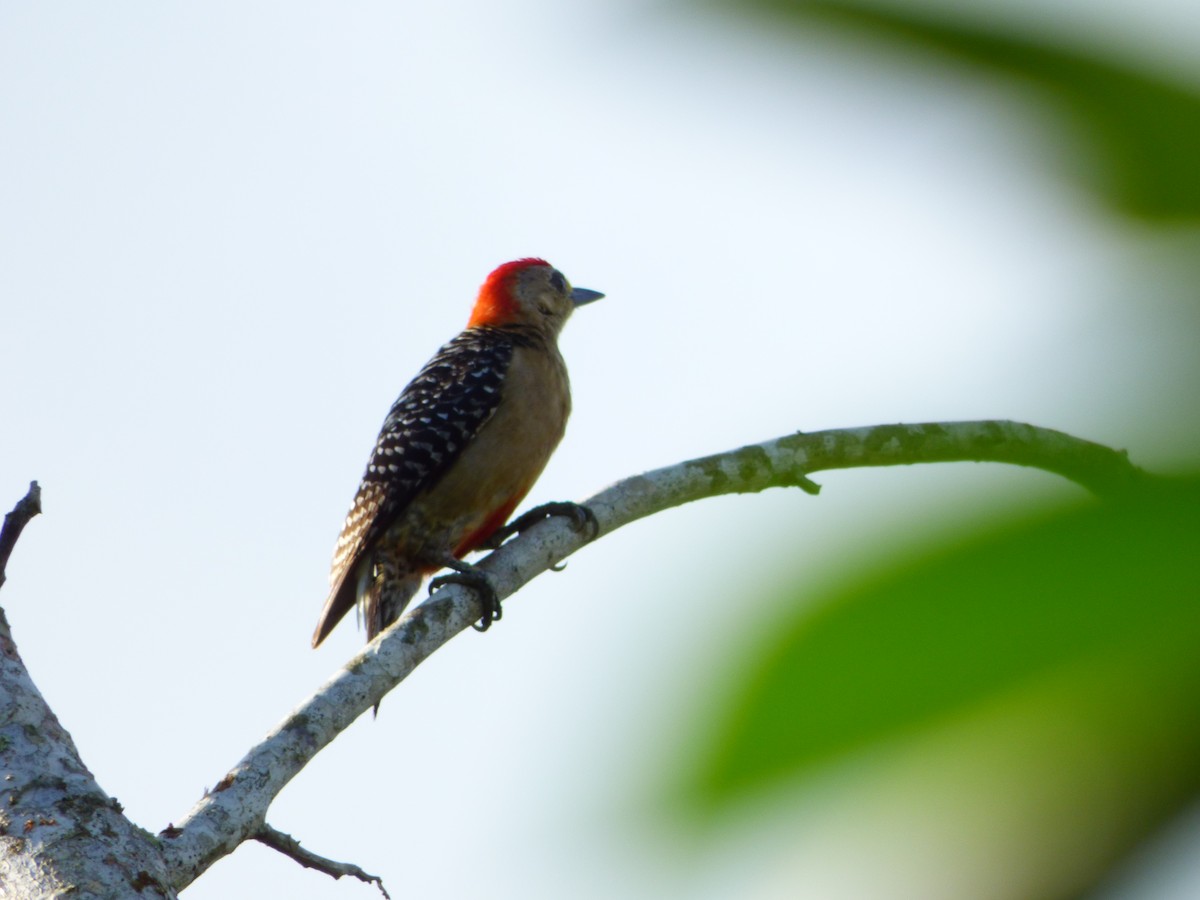 Red-crowned Woodpecker - ML140378131
