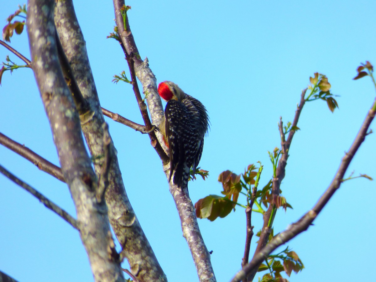 Red-crowned Woodpecker - ML140378151