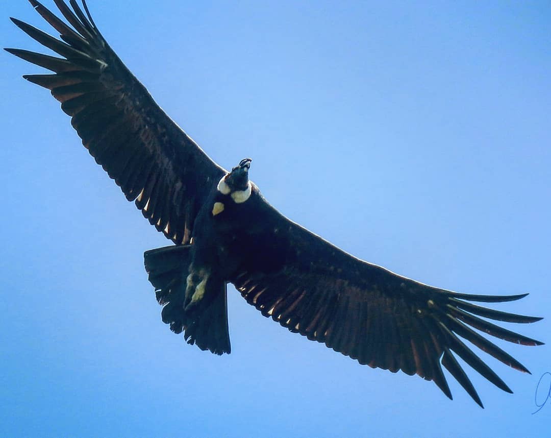 Condor des Andes - ML140379021