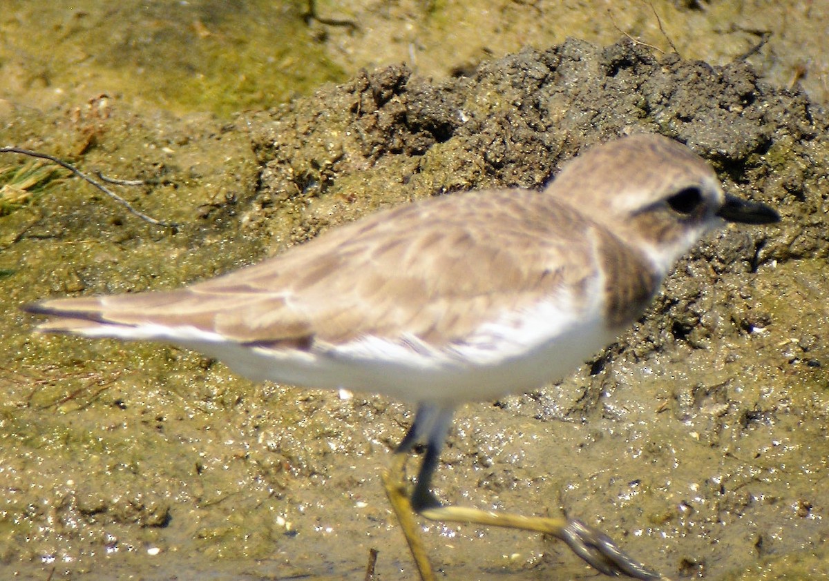 Greater Sand-Plover - Todd Pepper
