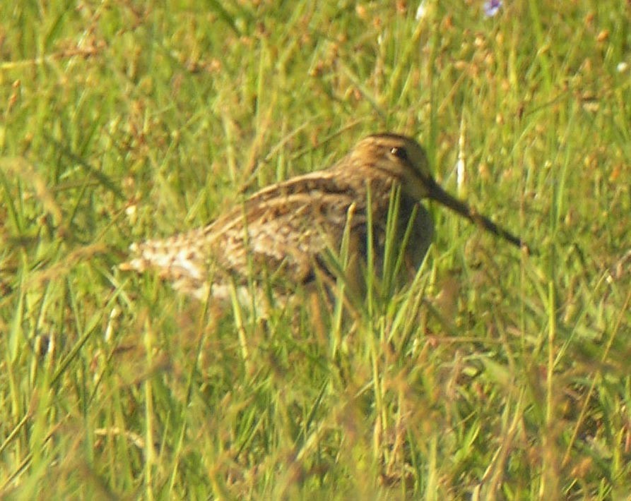 Pin-tailed Snipe - Todd Pepper