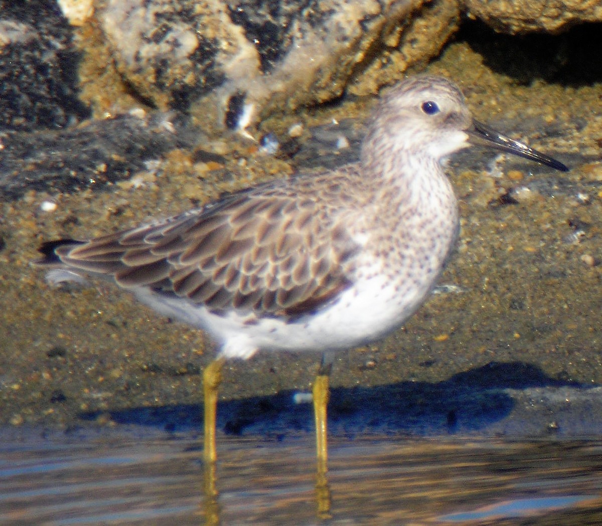Great Knot - ML140382461