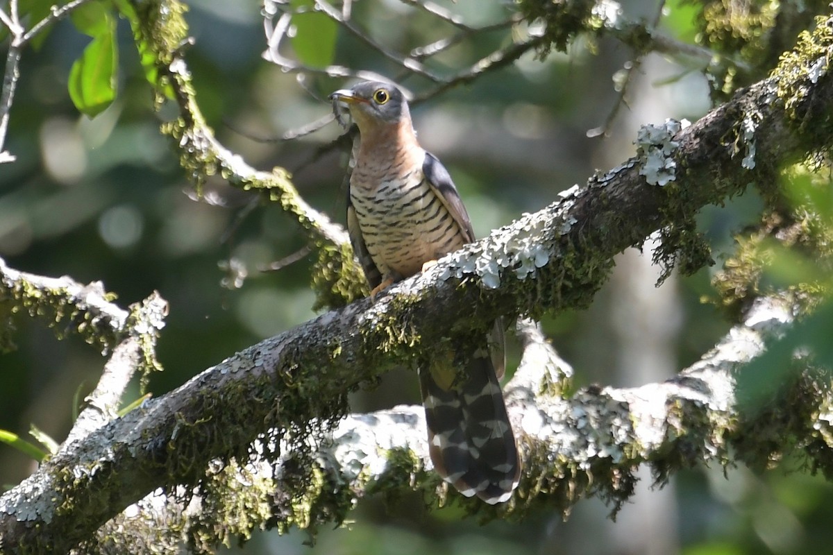 Red-chested Cuckoo - Haynes Miller