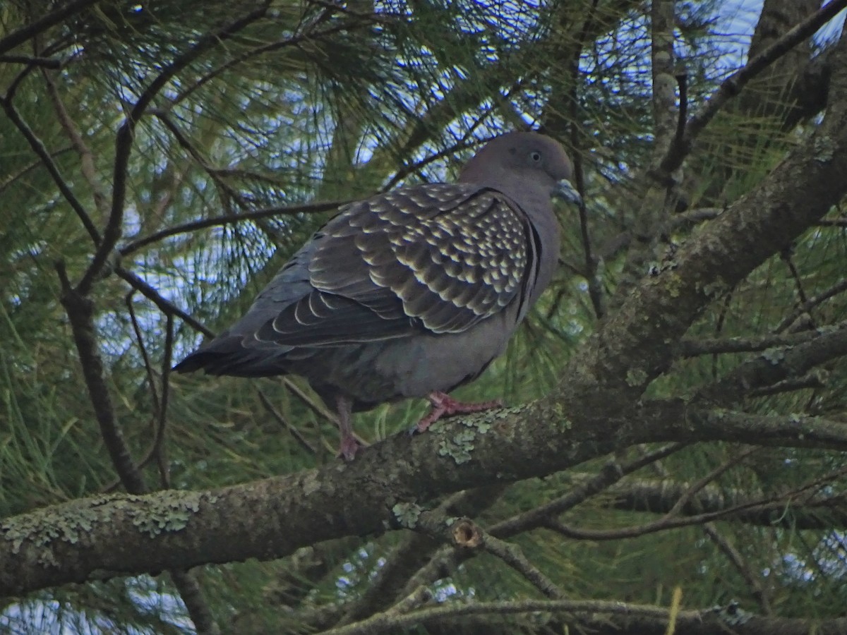 Spot-winged Pigeon - ADRIAN GRILLI