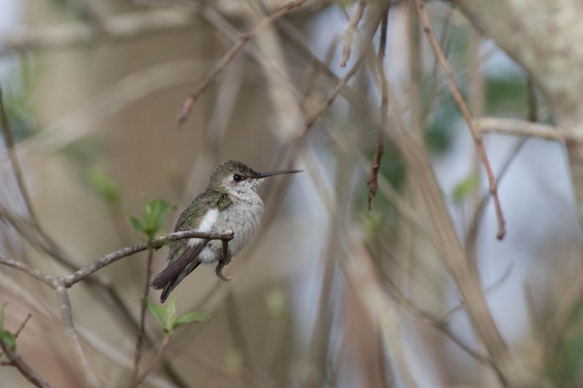 Black-chinned Hummingbird - ML140386251