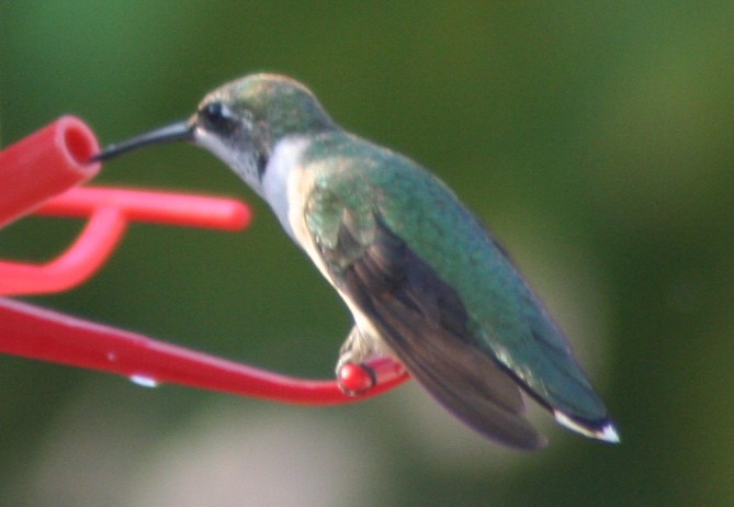 Ruby-throated Hummingbird - ML140386581