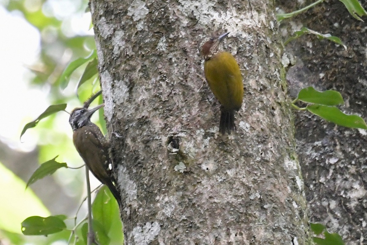 Brown-eared Woodpecker - Haynes Miller