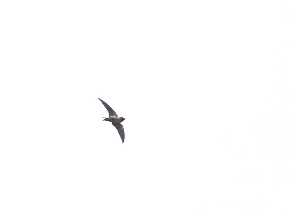 Barn Swallow - ADRIAN GRILLI