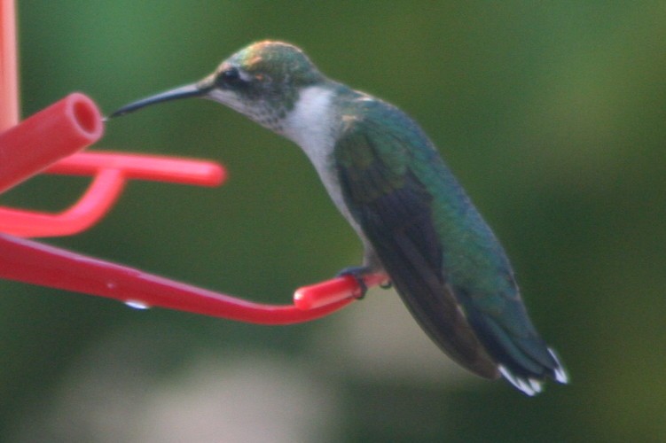 Ruby-throated Hummingbird - ML140386871