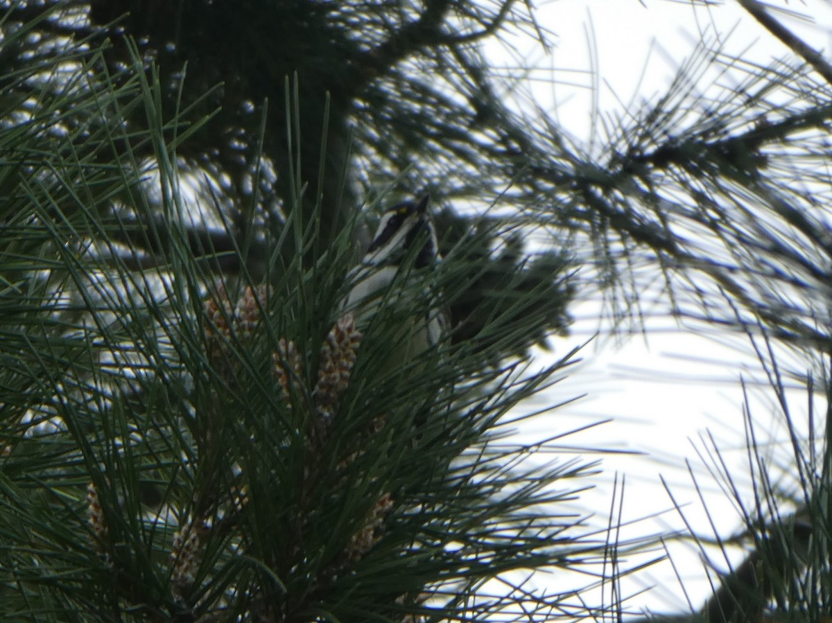 Black-throated Gray Warbler - ML140387611