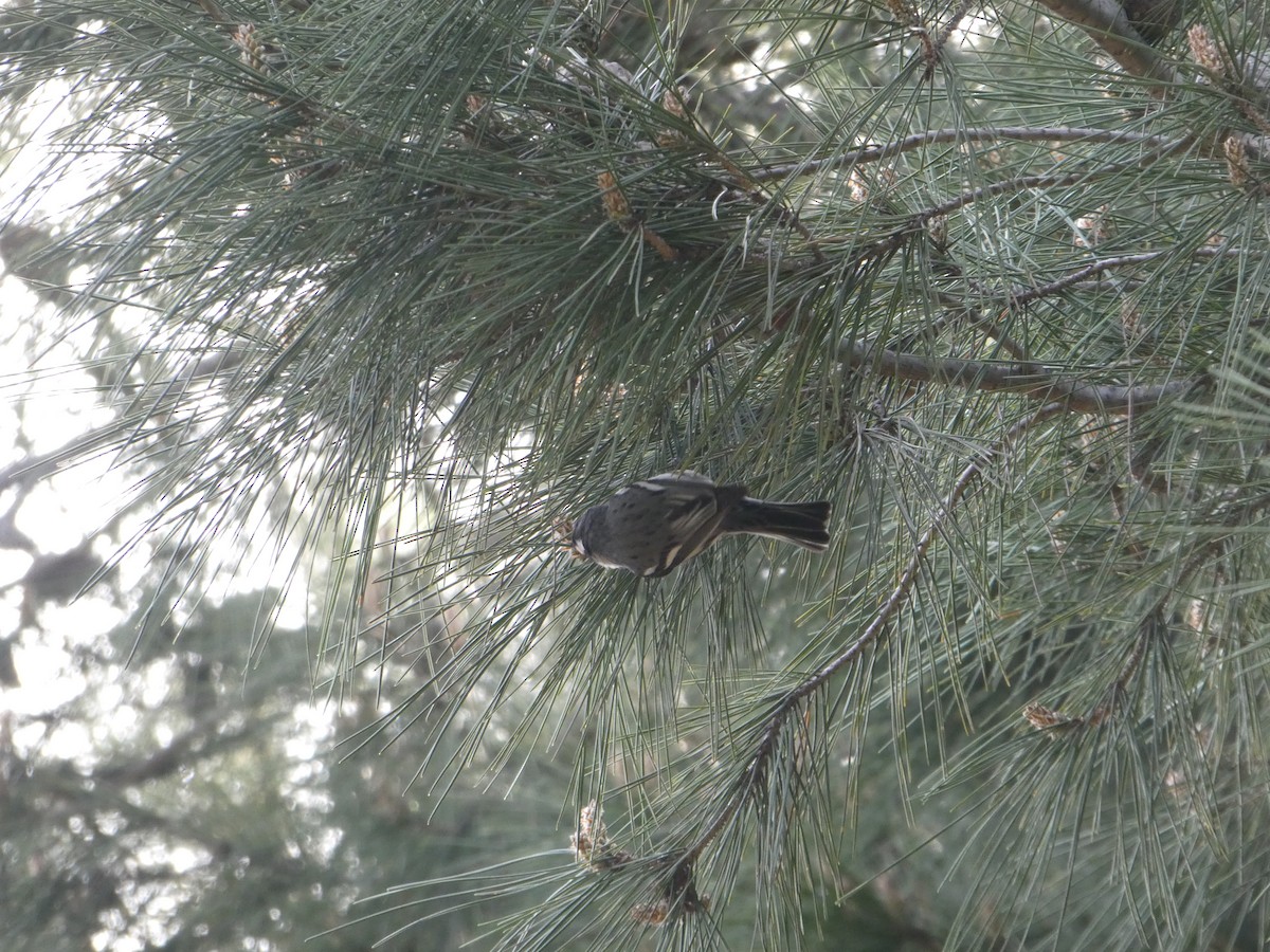 Black-throated Gray Warbler - Tawni Gotbaum