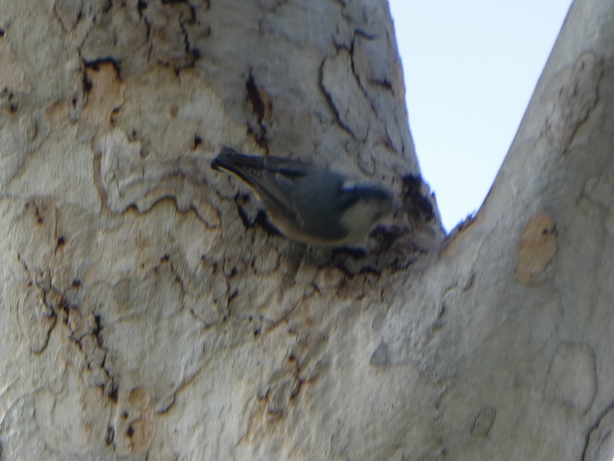 White-breasted Nuthatch - ML140388021