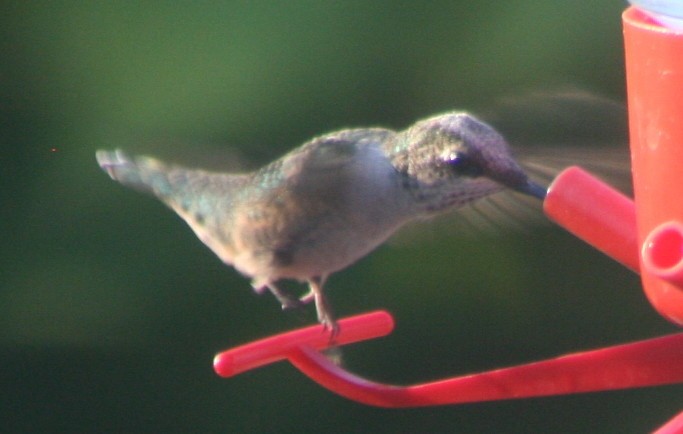 Ruby-throated Hummingbird - ML140388691