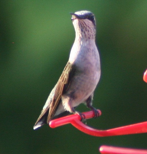 Ruby-throated Hummingbird - ML140388931