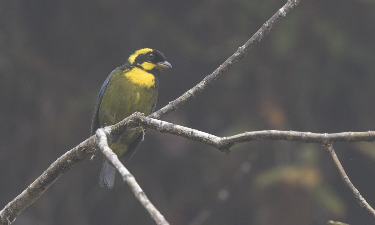 Gold-ringed Tanager - ML140390521