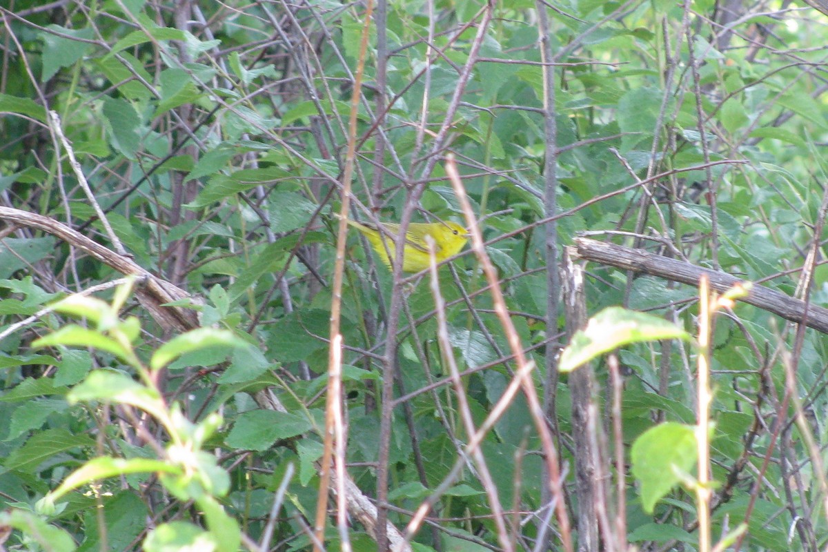 Yellow Warbler - Ann Haverstock