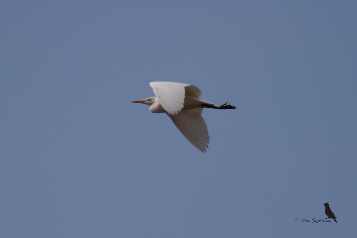 Great Egret (American) - Neto Espinossa