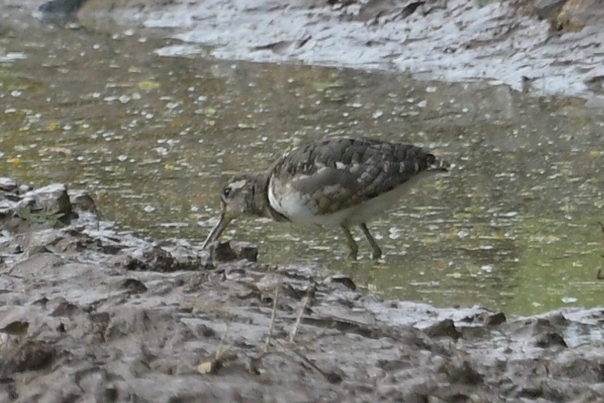 Greater Painted-Snipe - ML140393241