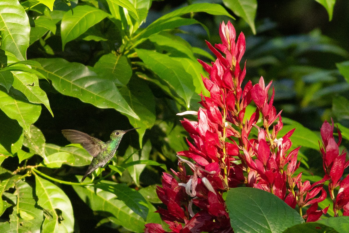 kolibřík modroocasý - ML140394901