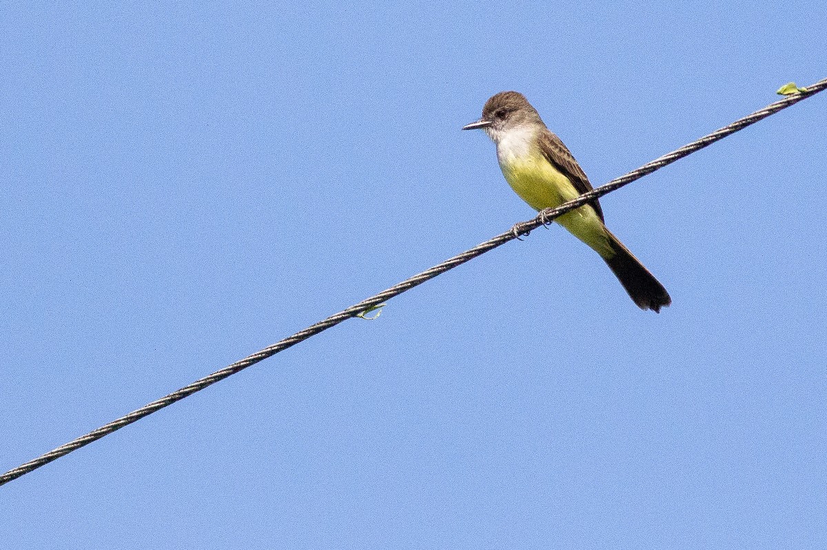 Short-crested Flycatcher - Angus Pritchard