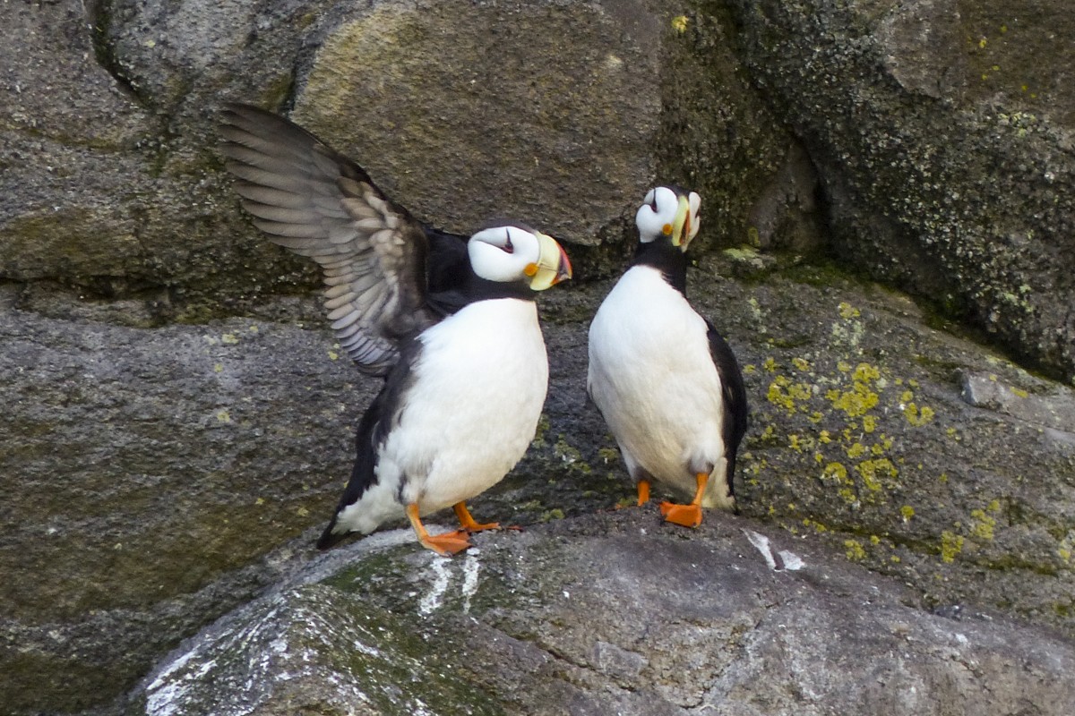 Horned Puffin - ML140395731