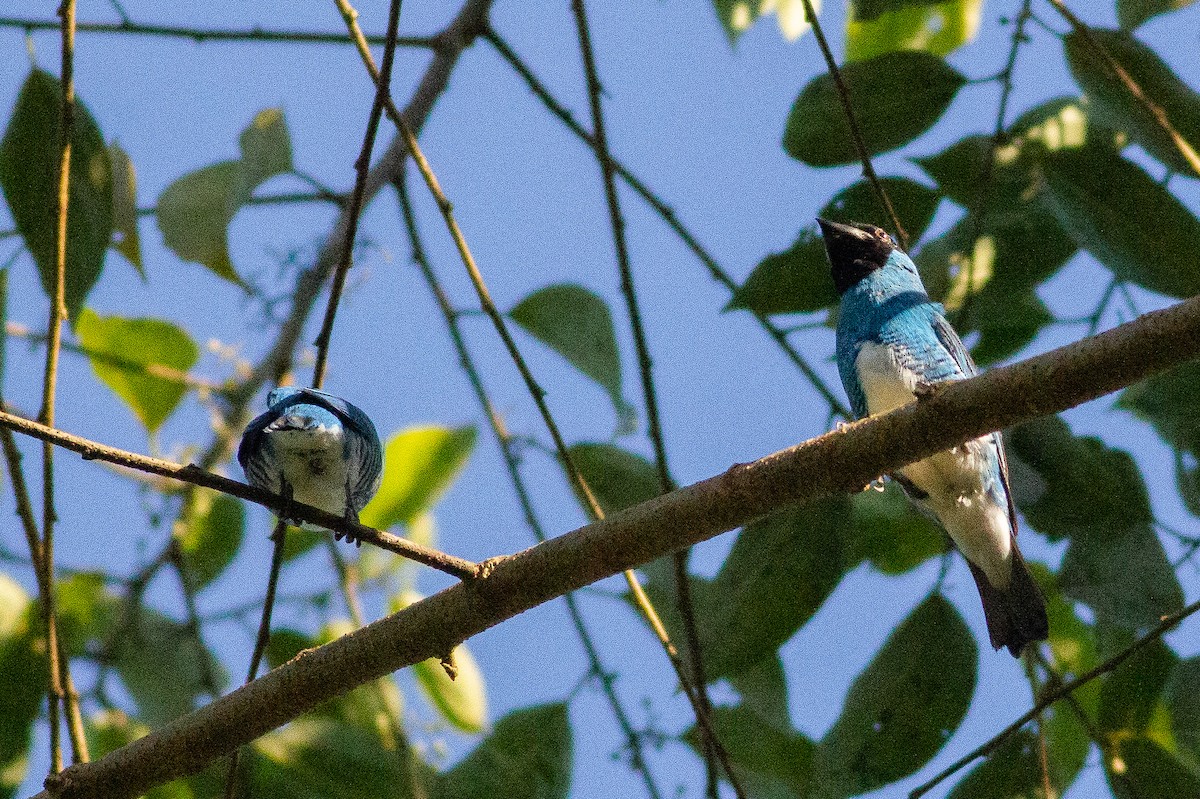 Swallow Tanager - Angus Pritchard