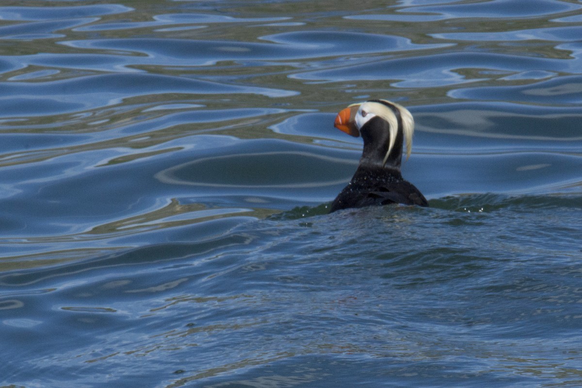 Tufted Puffin - ML140395801