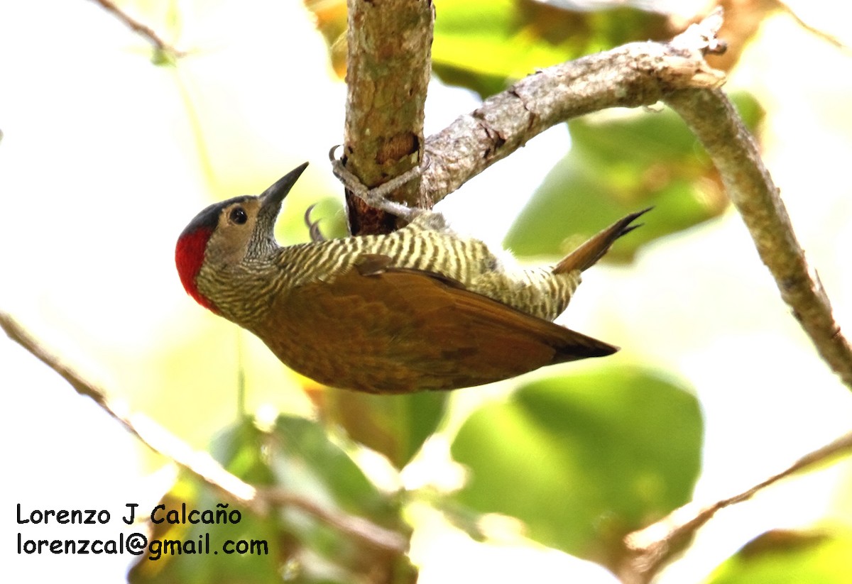 Golden-olive Woodpecker - Lorenzo Calcaño