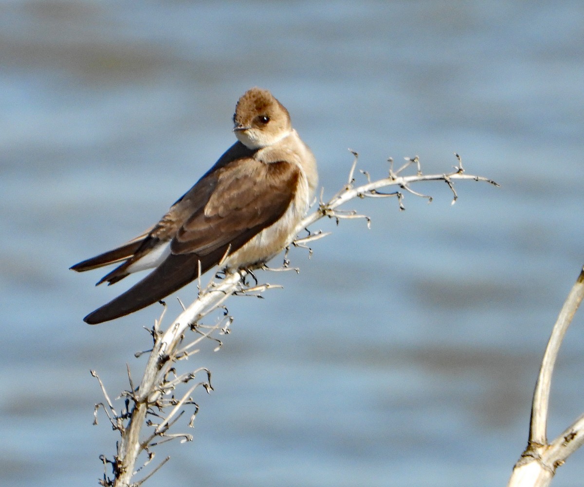 Northern Rough-winged Swallow - Linda Thomas