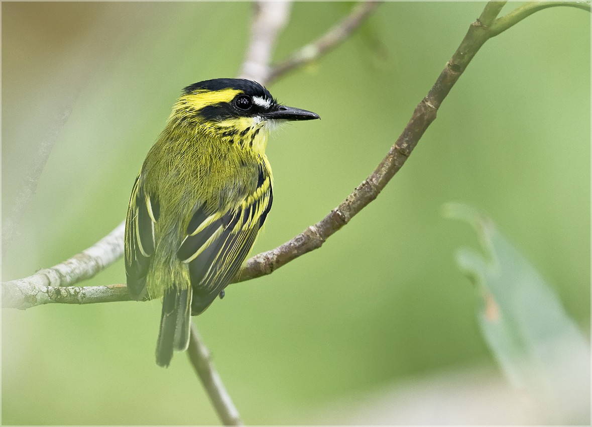 Yellow-browed Tody-Flycatcher - Sandy Mico