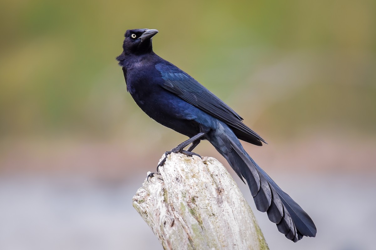 Great-tailed Grackle - ML140401231