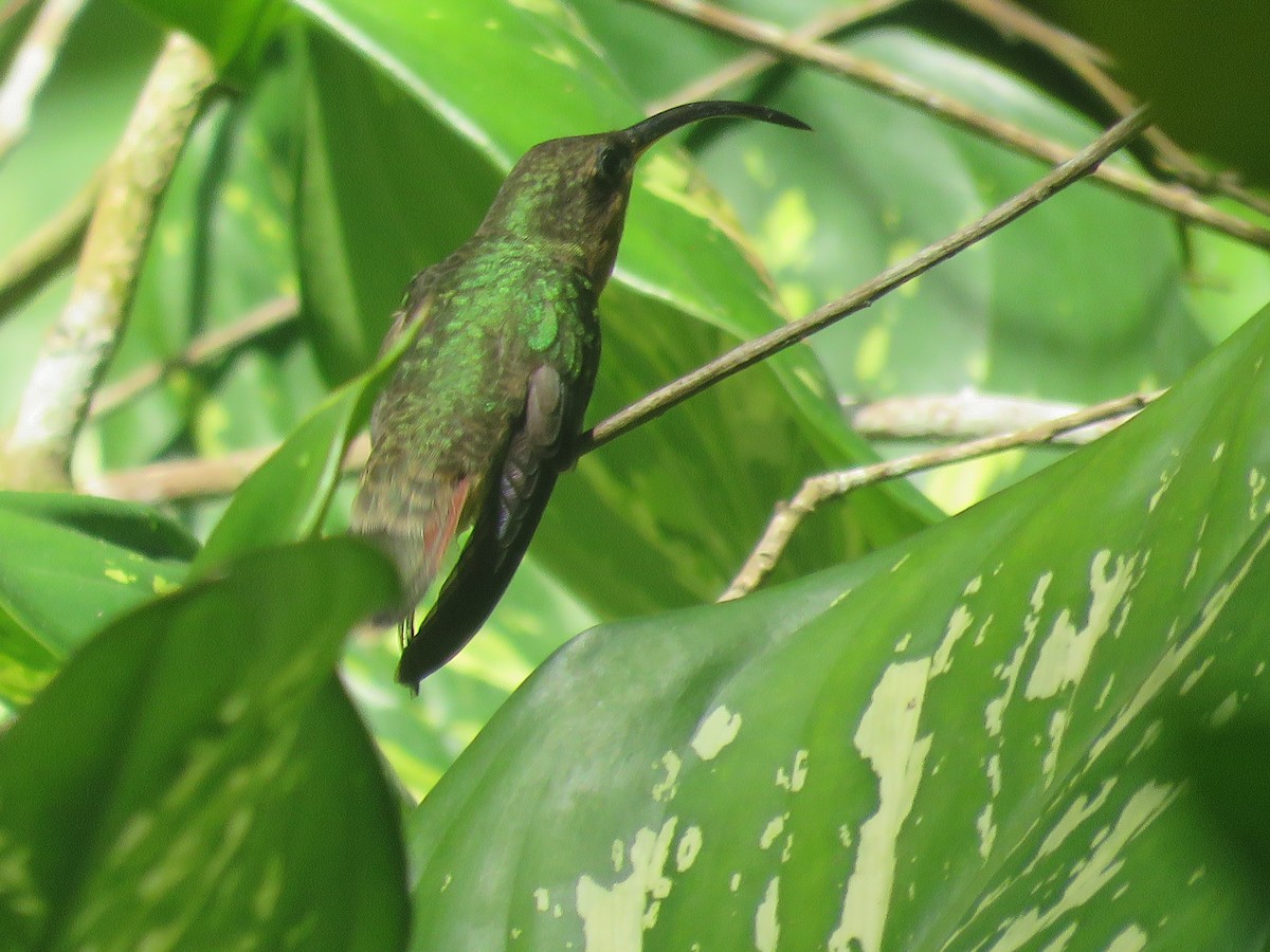 Rufous-breasted Hermit - ML140402231