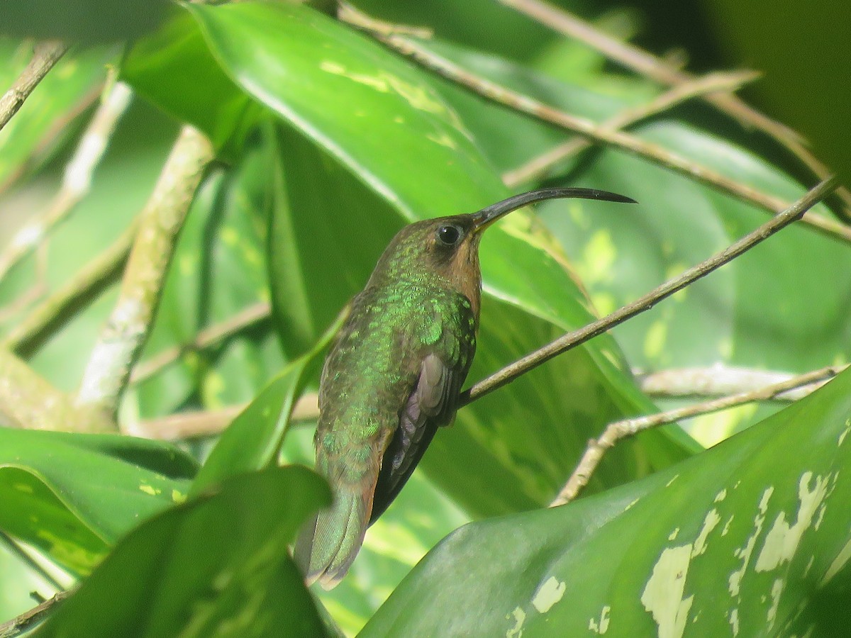 Rufous-breasted Hermit - ML140402321