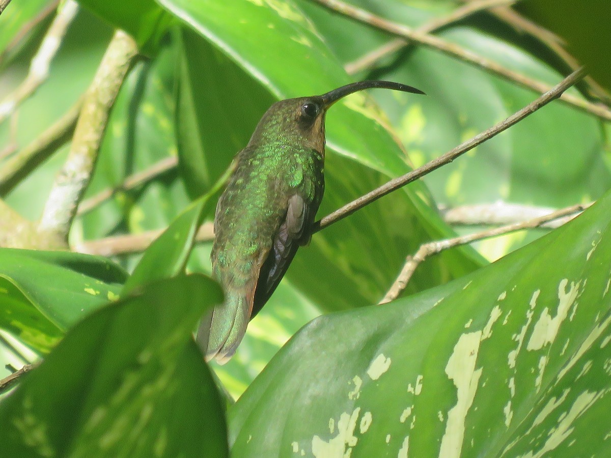Rufous-breasted Hermit - ML140402381