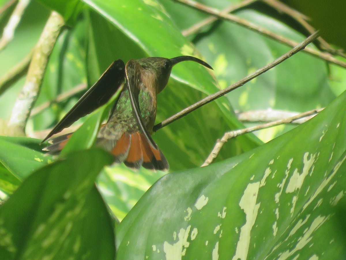 Rufous-breasted Hermit - ML140402421