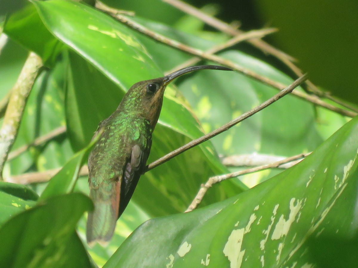 Rufous-breasted Hermit - ML140402461