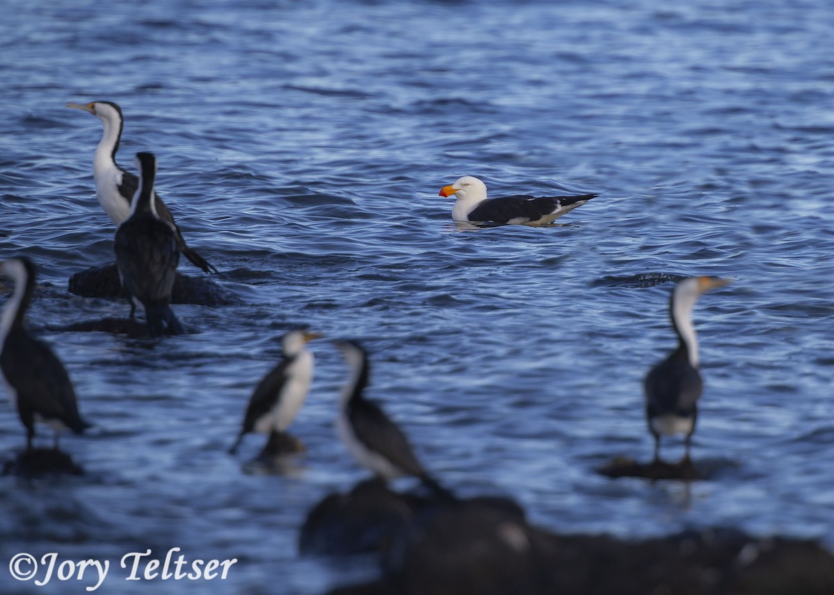 Pacific Gull - Jory Teltser