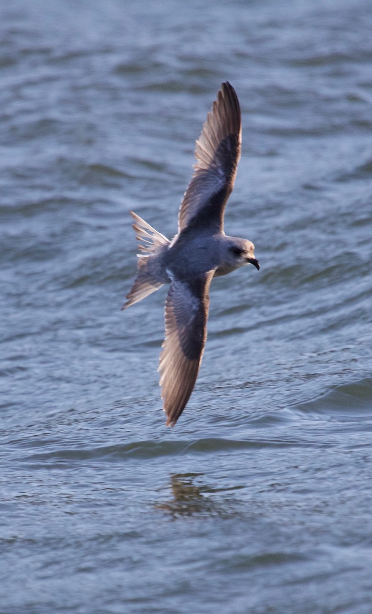 Fork-tailed Storm-Petrel - Rob O'Donnell