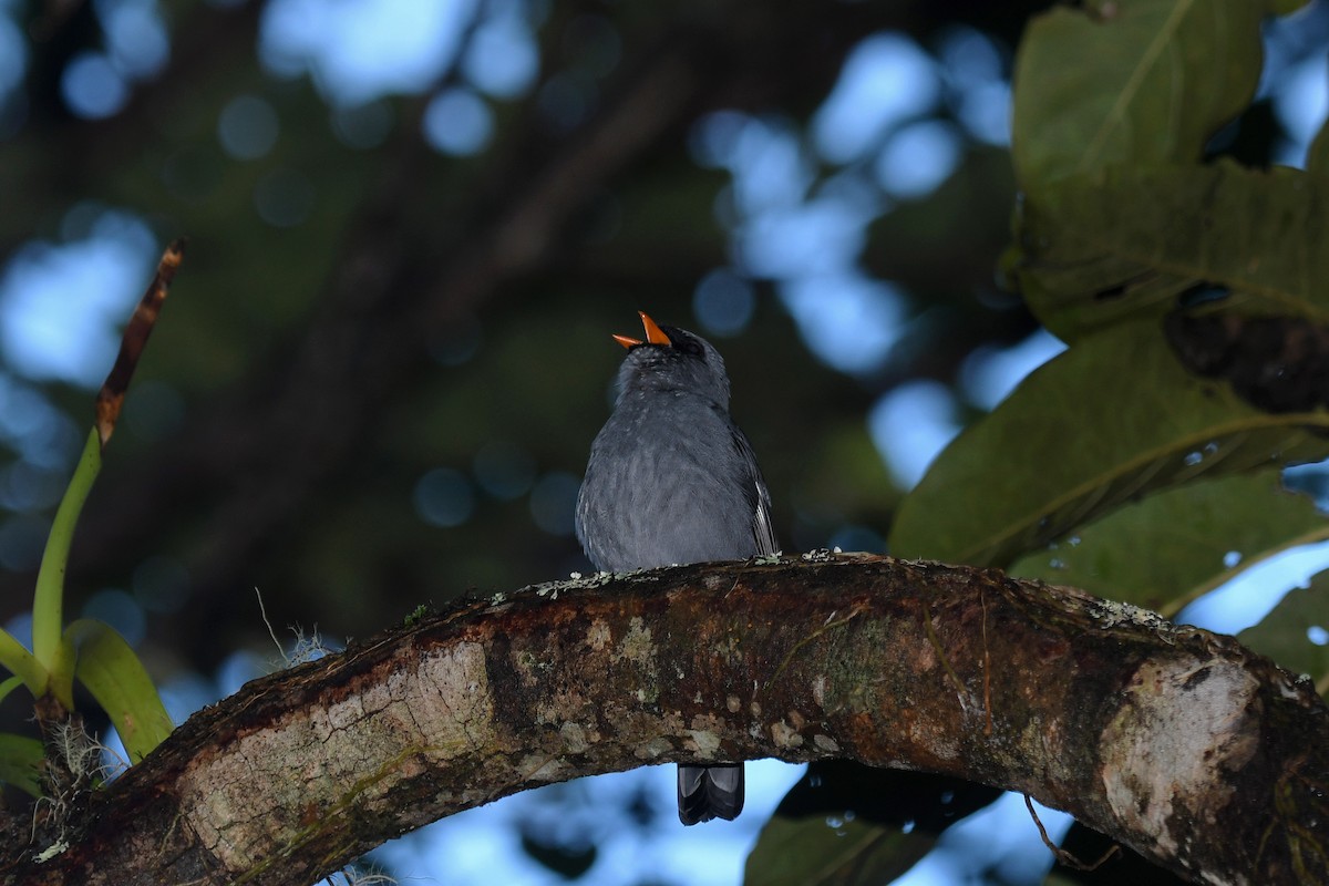 Black-faced Solitaire - ML140404901