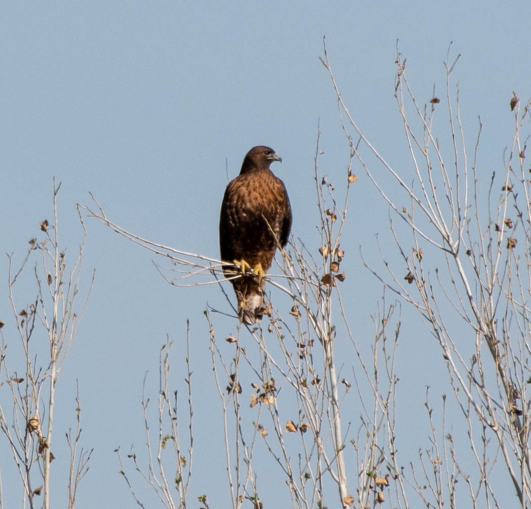 Red-tailed Hawk (calurus/alascensis) - Mary McSparen
