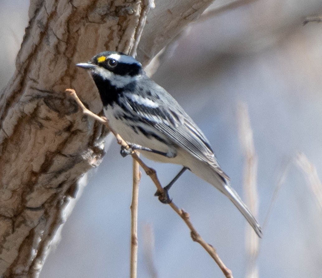 Black-throated Gray Warbler - Mary McSparen
